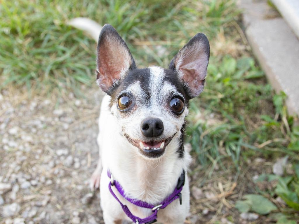 Enlarge Bohdi, a Adoptable Chihuahua in Lansing, KS image 4/6