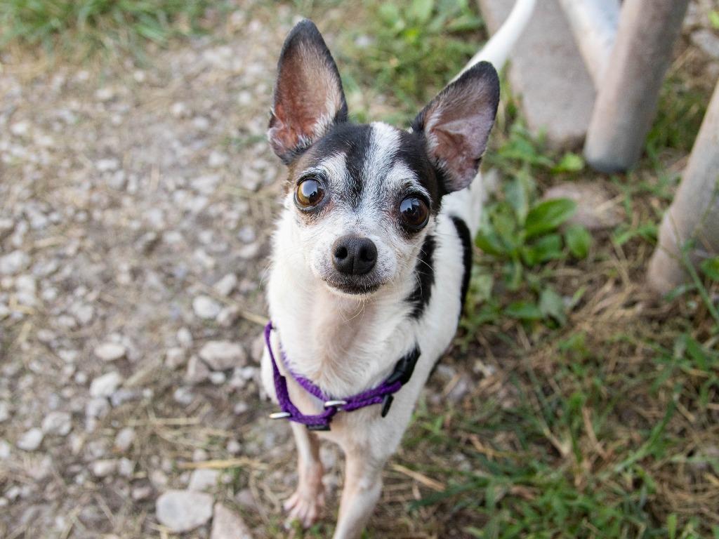 Enlarge Bohdi, a Adoptable Chihuahua in Lansing, KS image 5/6