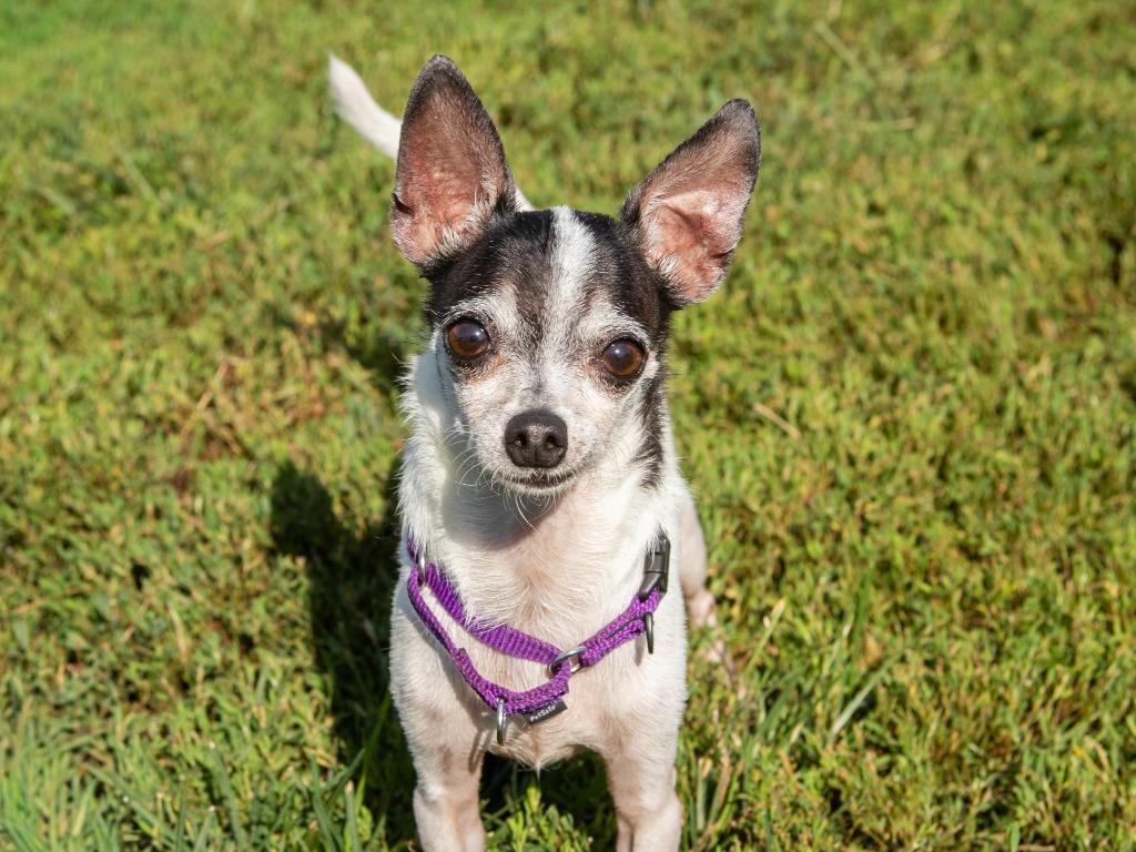 Enlarge Bohdi, a Adoptable Chihuahua in Lansing, KS image 6/6