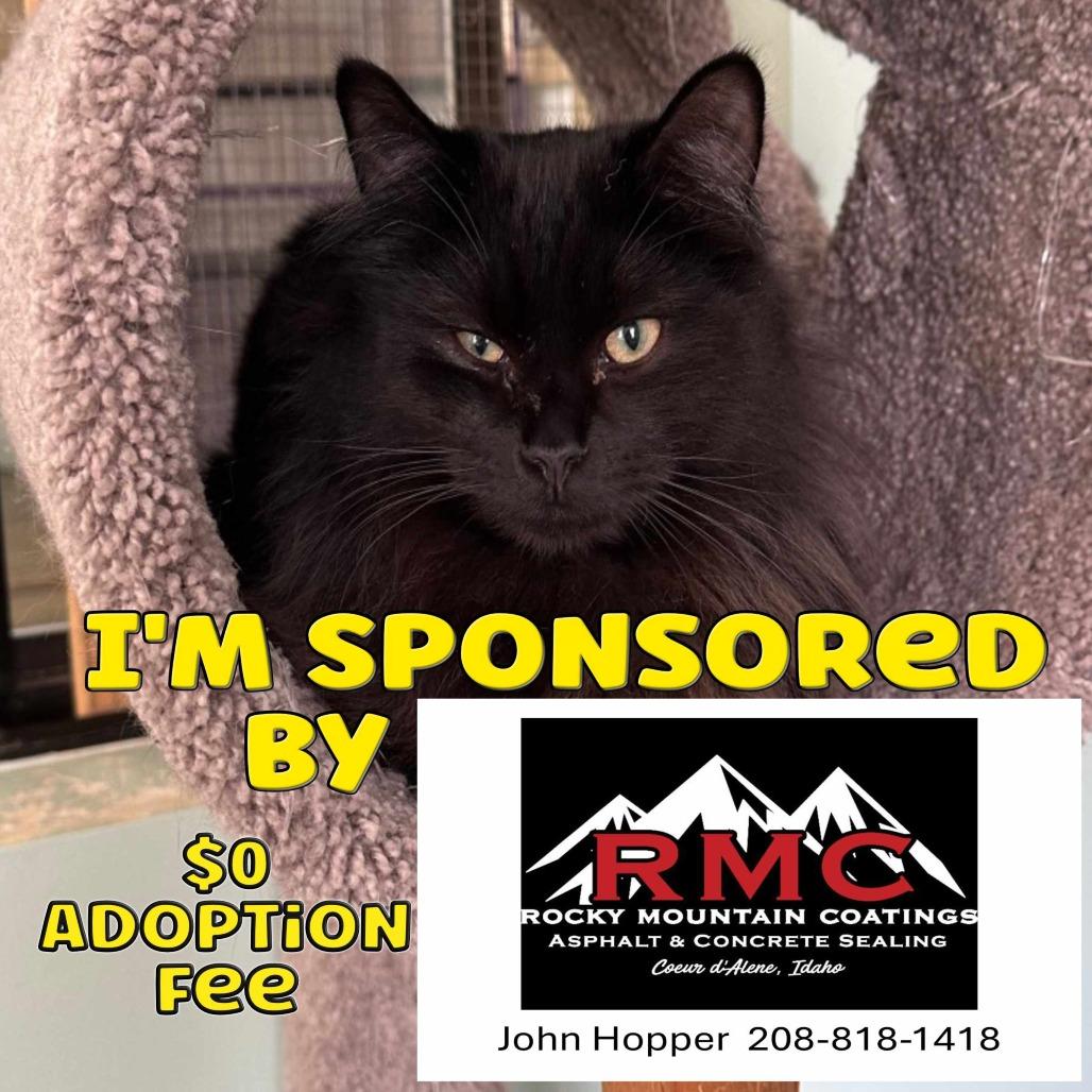 Bill, Adoptable, Adult Male Domestic Long Hair.