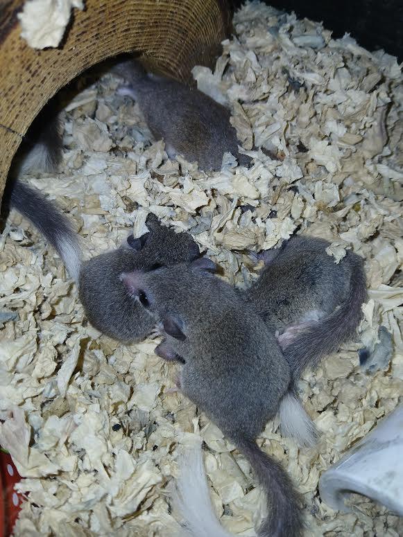 African Dormice, Adult Female Mouse
