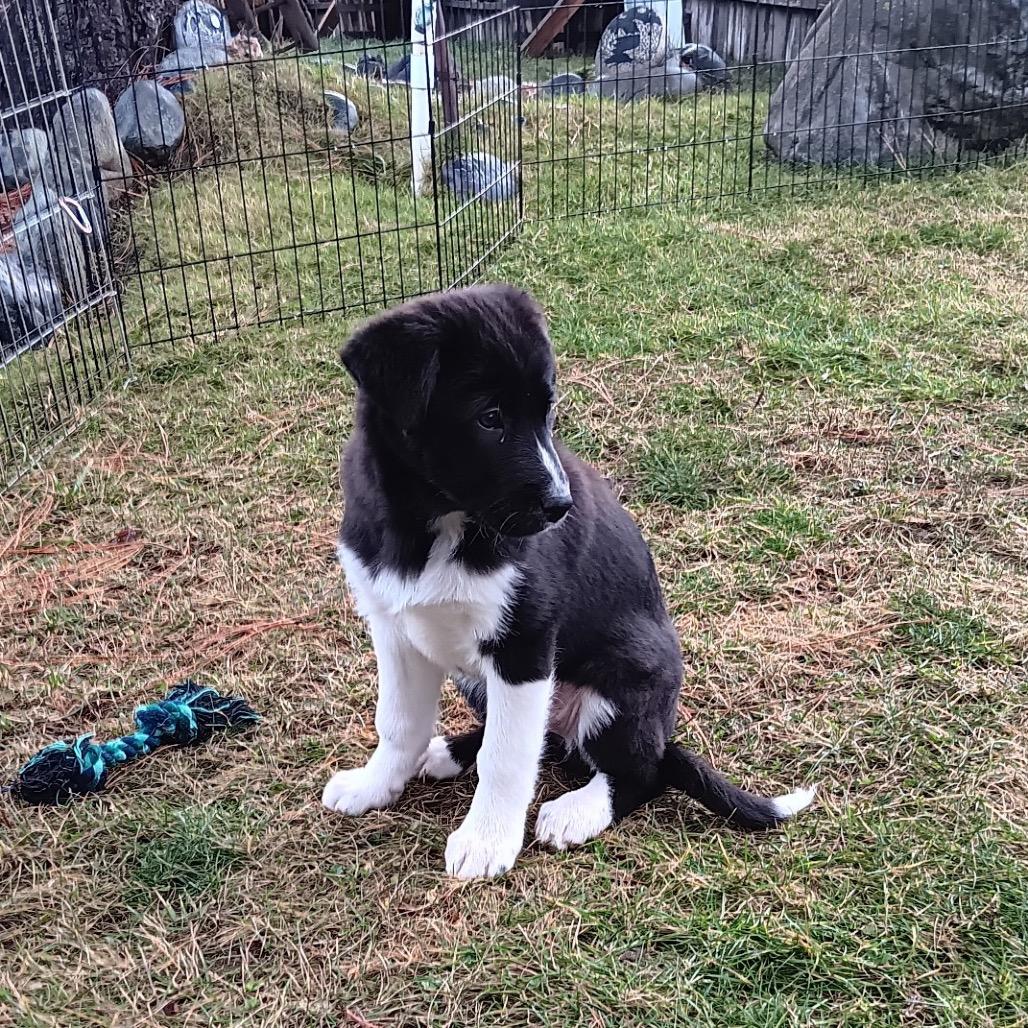 Elsa, a Adoptable mixed breed in Cashmere, WA image 1/3