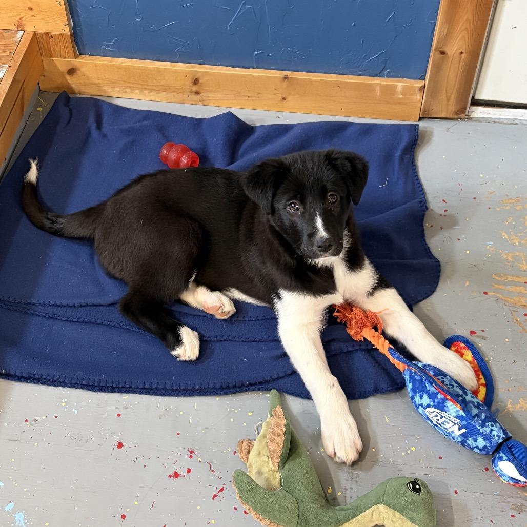 Elsa, a Adoptable mixed breed in Cashmere, WA image 2/3