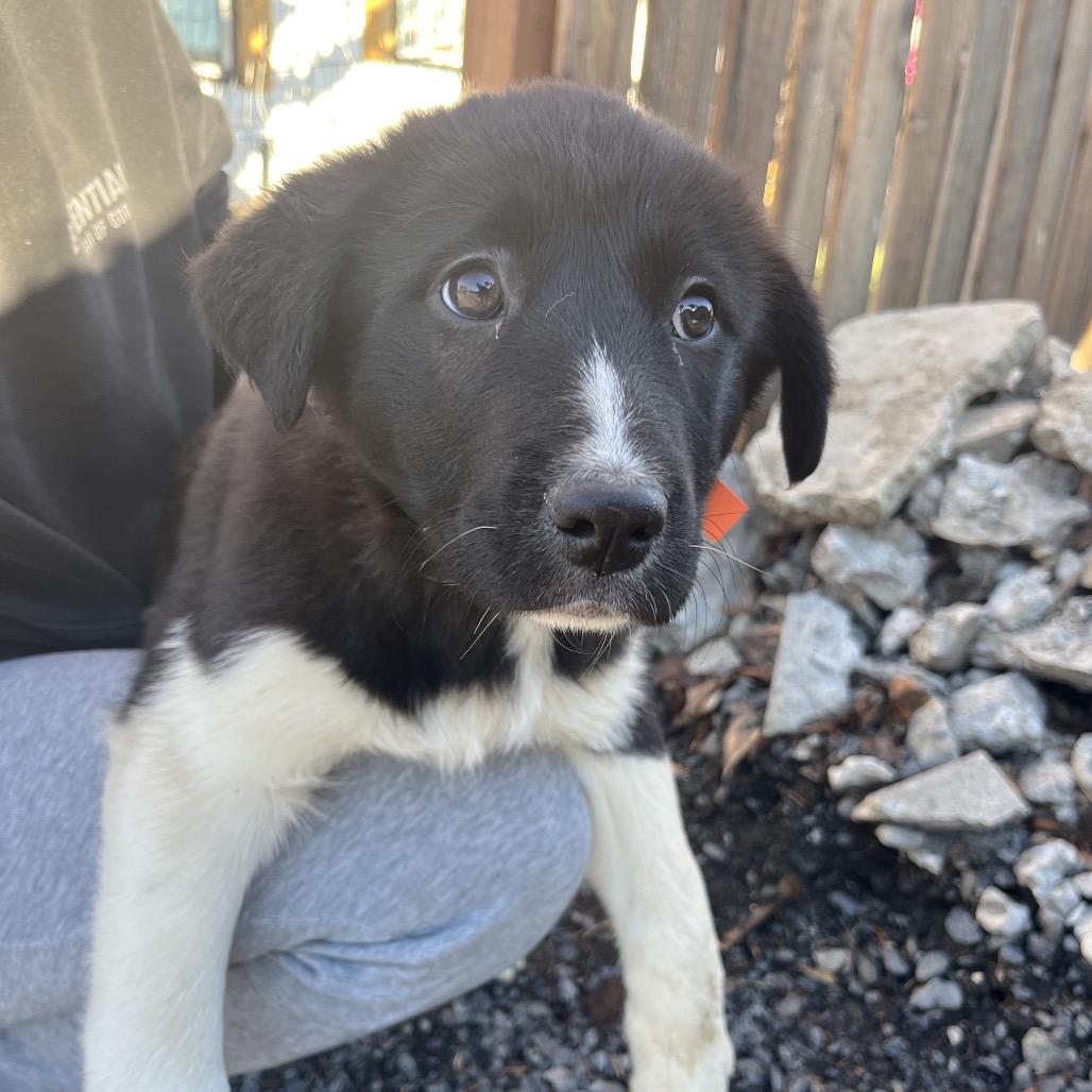 Elsa, a Adoptable mixed breed in Cashmere, WA image 3/3