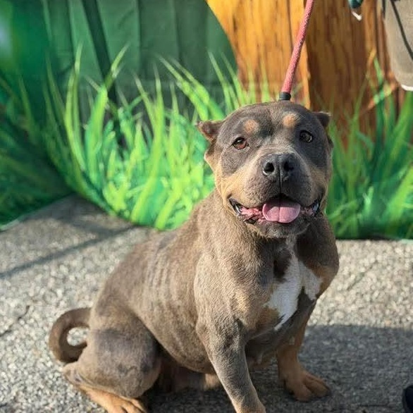 Mochi, ADOPTABLE, Adult Female Bulldog.