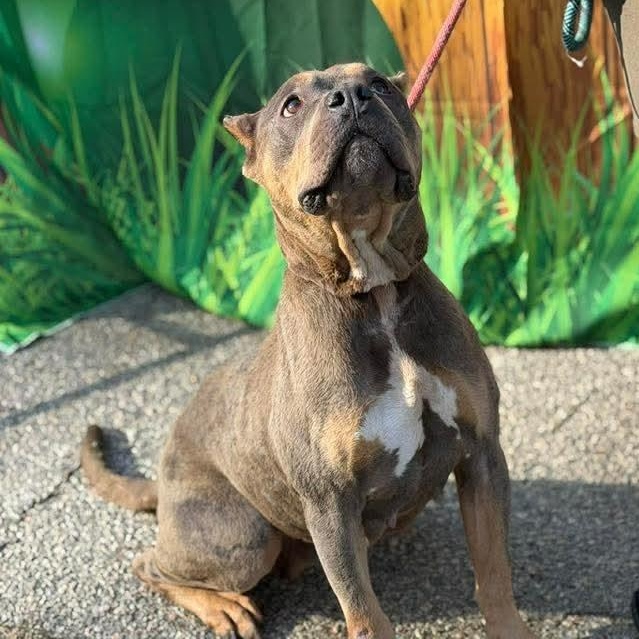 Enlarge Mochi, a ADOPTABLE mixed breed in Myrtle Beach, SC image 2/2