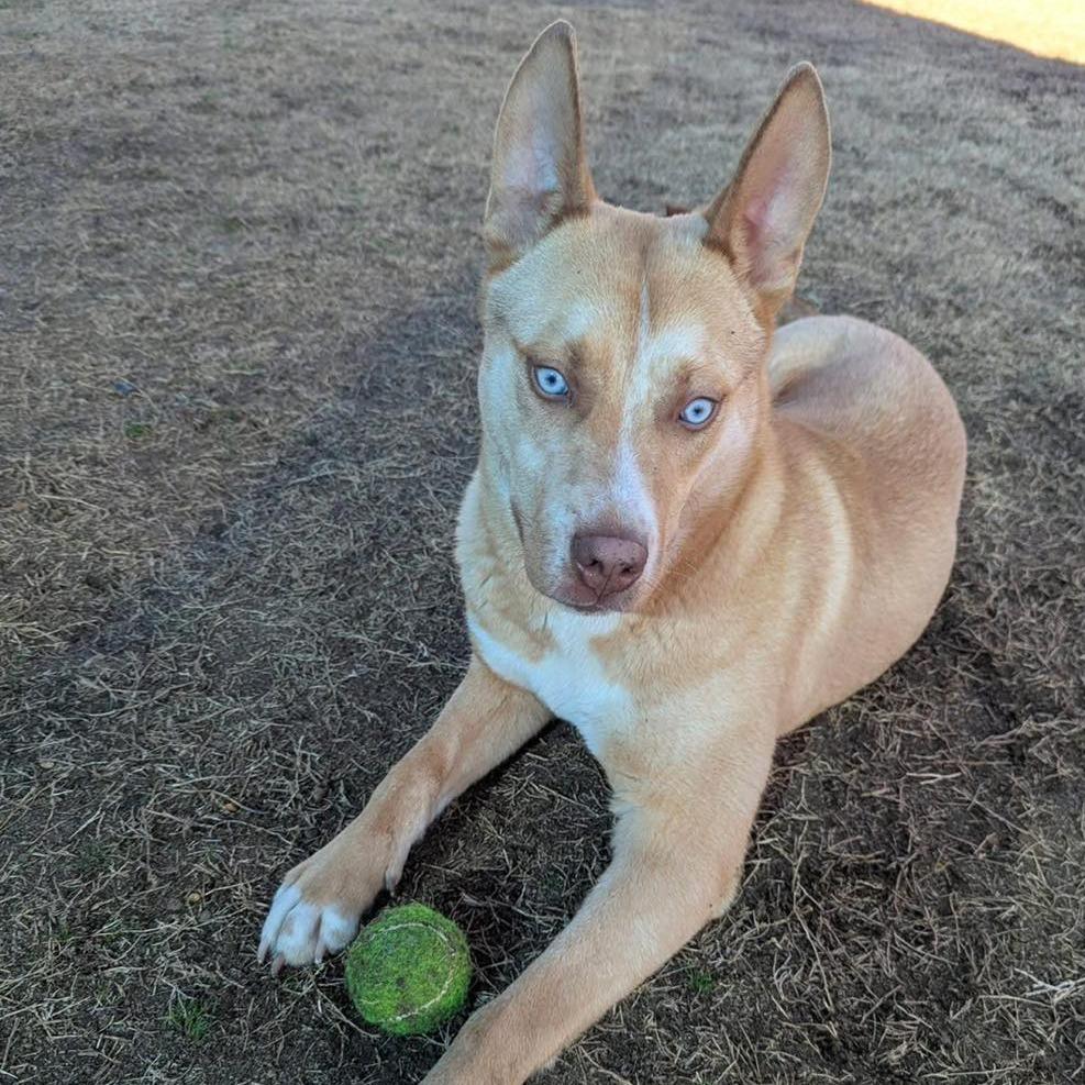 Enlarge SHILOH  Available NOW - ADOPTION or RESCUE!, a Adoptable Mixed Breed in Nashville, NC image 1/2