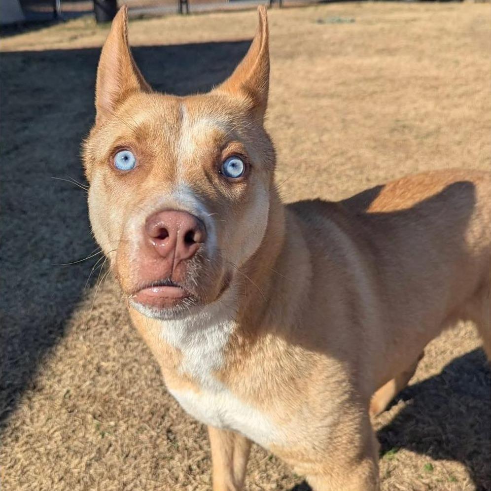 Enlarge SHILOH  Available NOW - ADOPTION or RESCUE!, a Adoptable Mixed Breed in Nashville, NC image 2/2