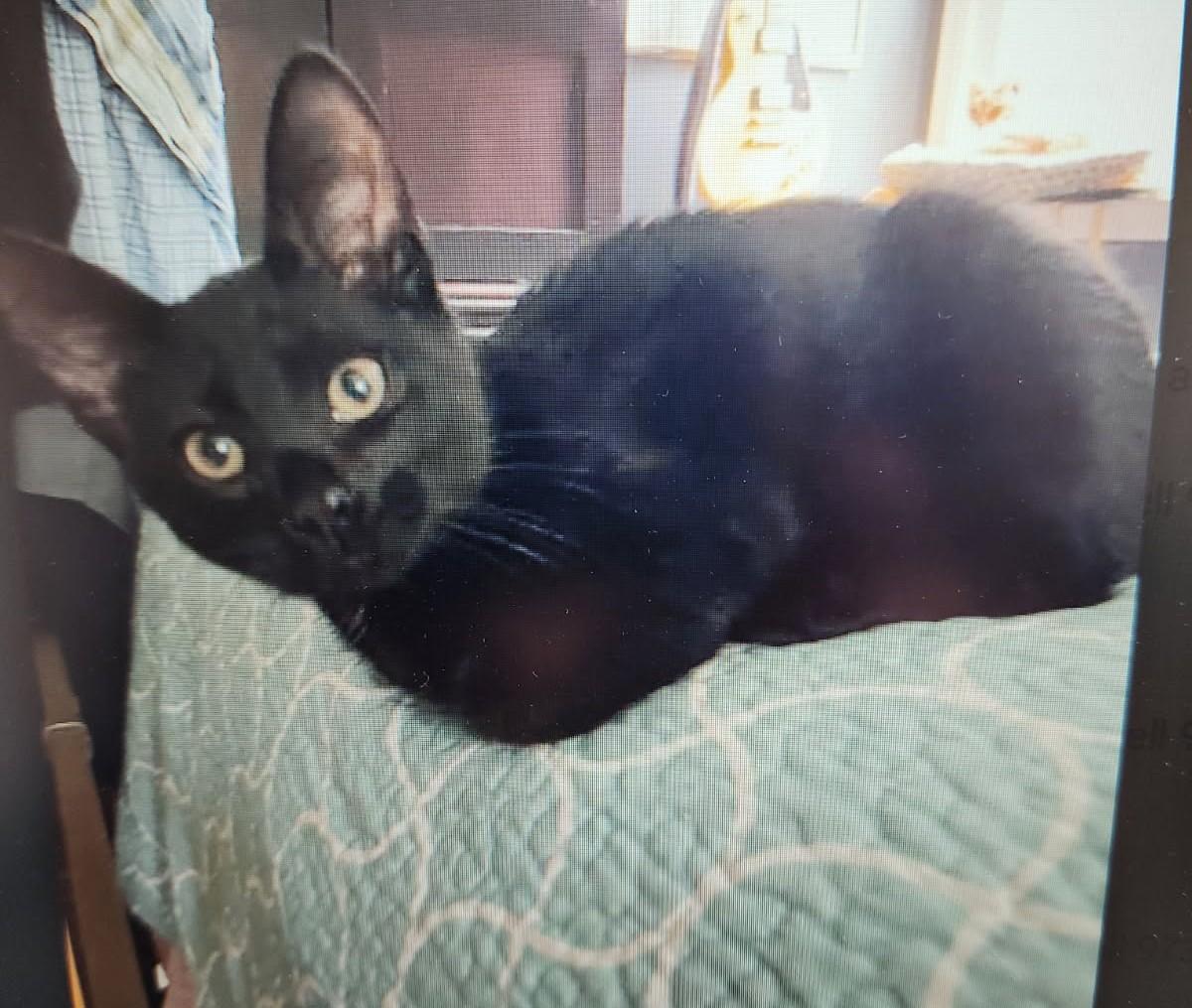 Peter and Pepper - two brother kittens in foster care