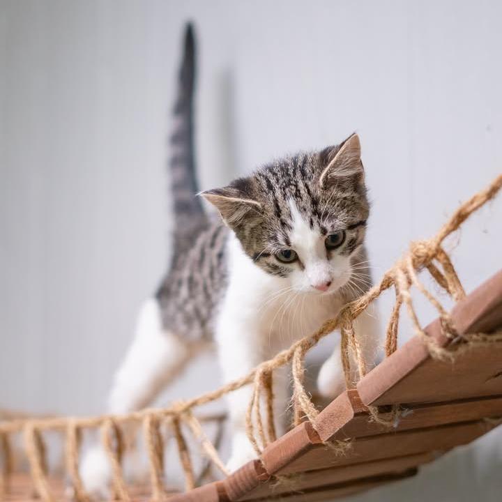 Nile Kinnick, Adoptable, Young Male Domestic Short Hair.