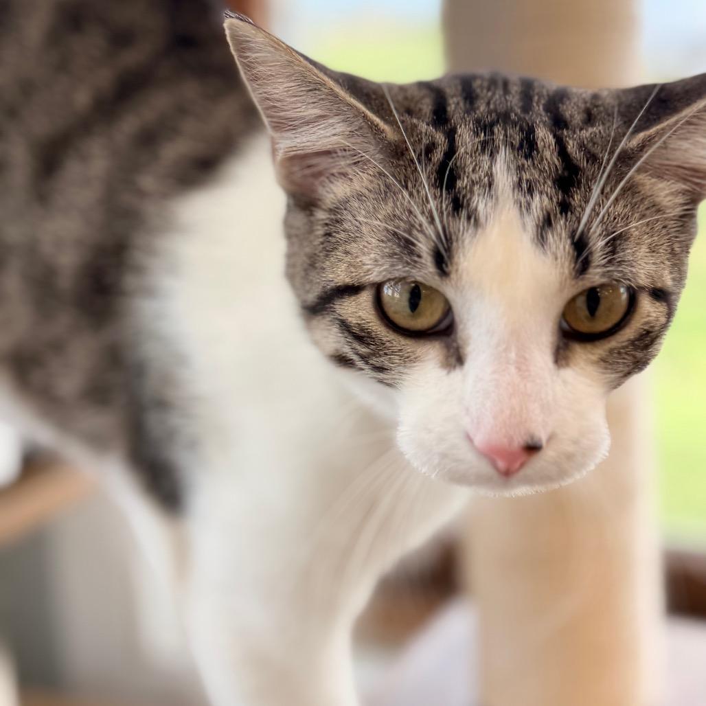 Nile Kinnick, a Adoptable Domestic Short Hair in Chariton, IA image 3/6