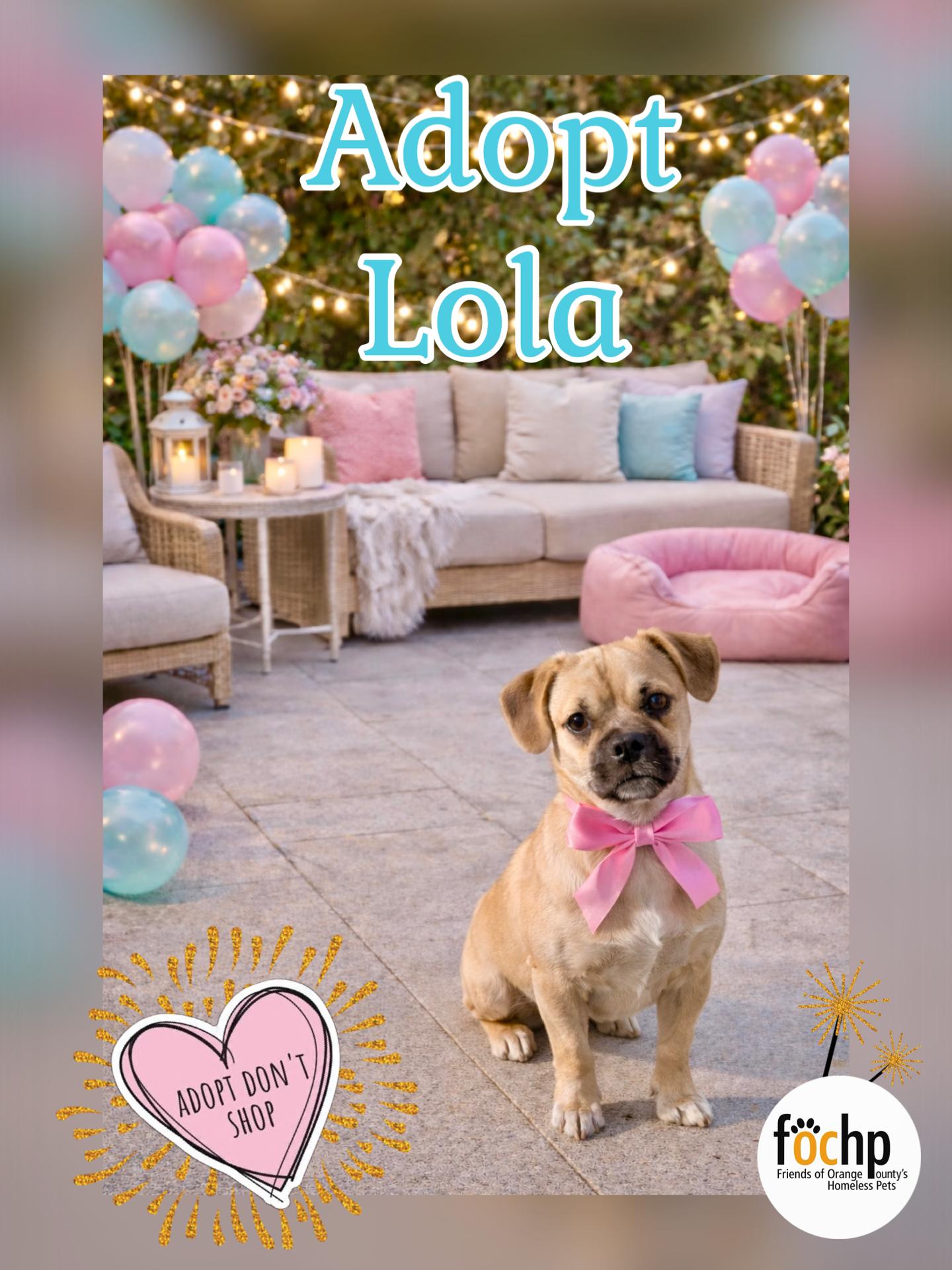 Lola, Adoptable, Young Female Pug.