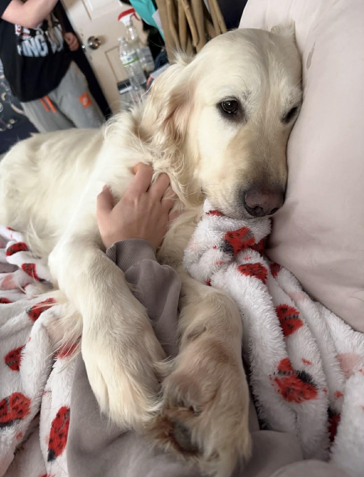 BAM, an adopted Golden Retriever in Southington, CT image 4/6
