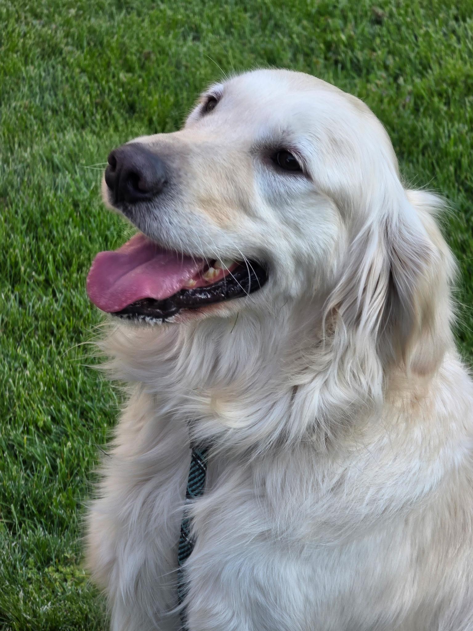 BAM, adopted, Adult Male Golden Retriever.