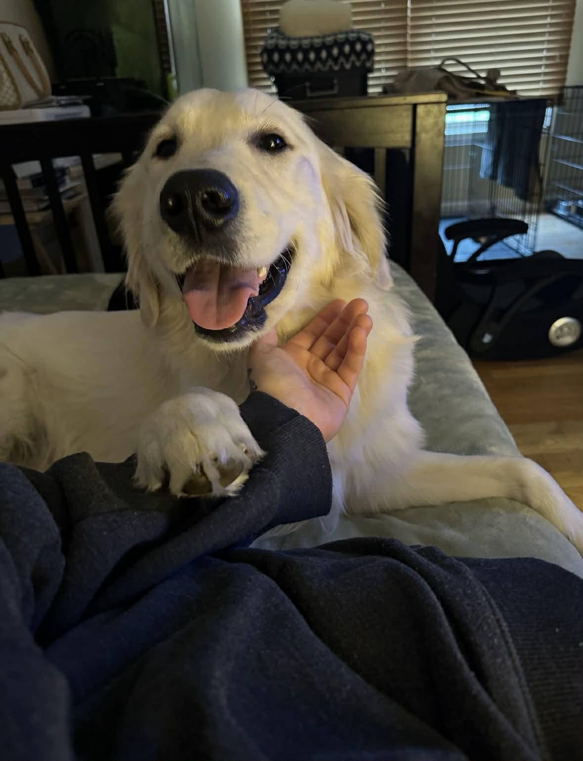 BAM, an adopted Golden Retriever in Southington, CT image 3/6