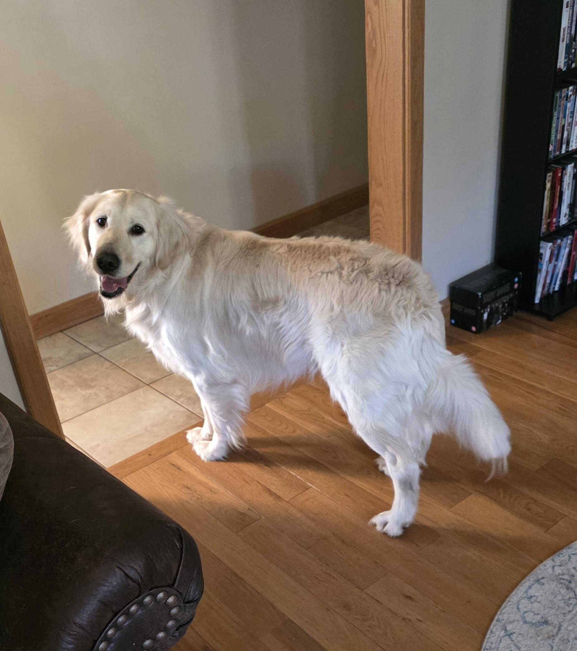 BAM, an adopted Golden Retriever in Southington, CT image 2/6