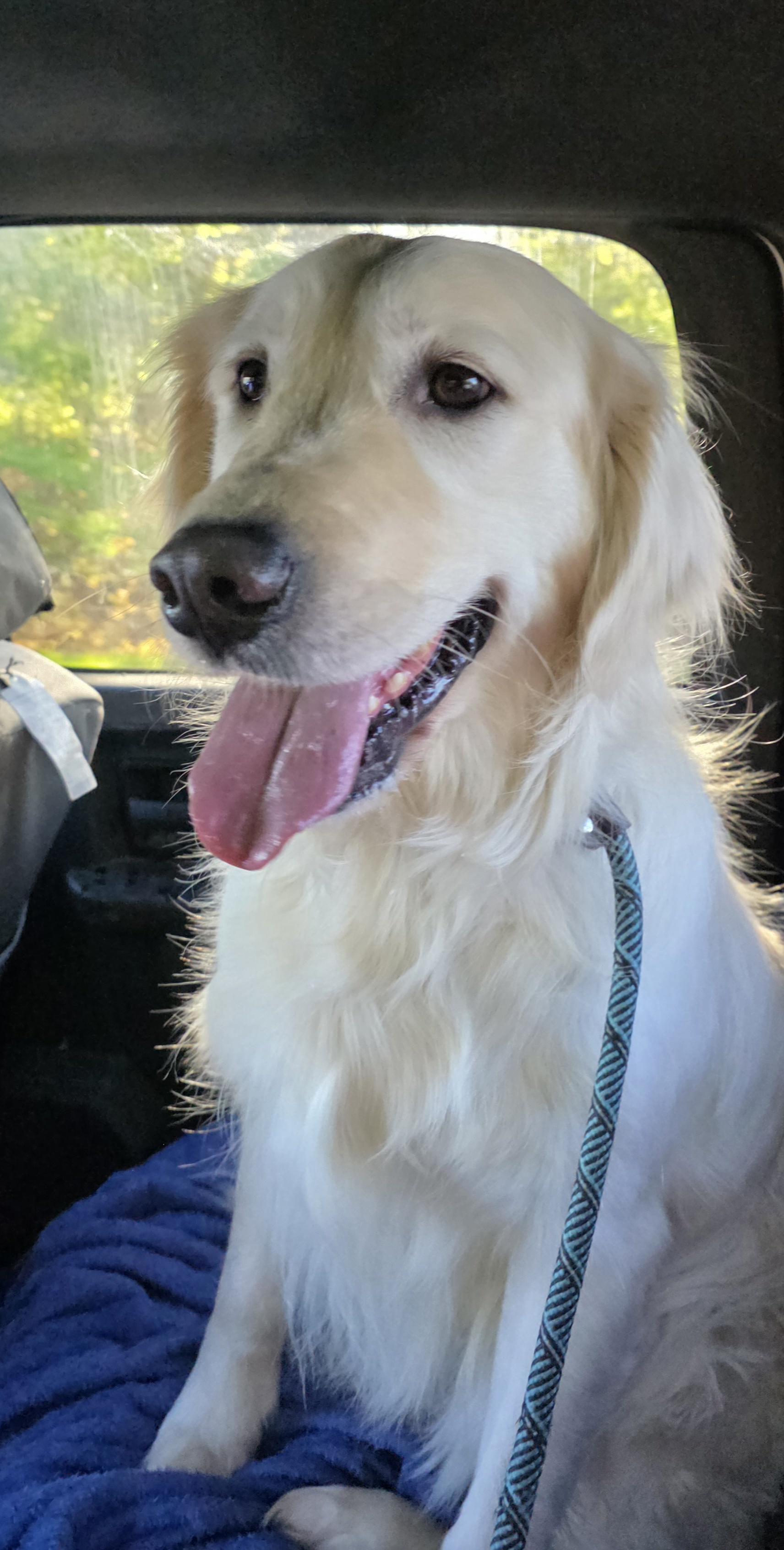 BAM, an adopted Golden Retriever in Southington, CT image 6/6