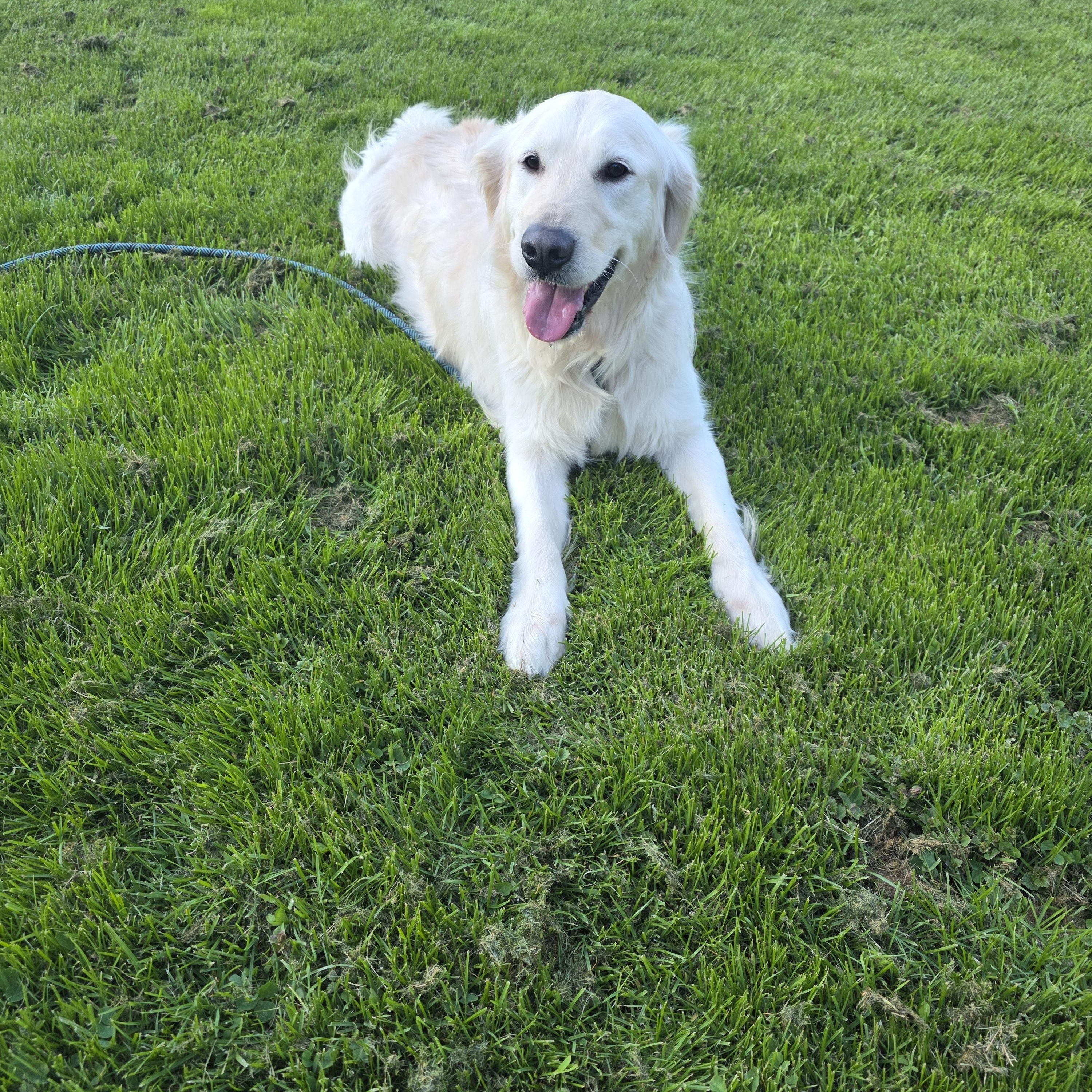BAM, an adopted Golden Retriever in Southington, CT image 5/6