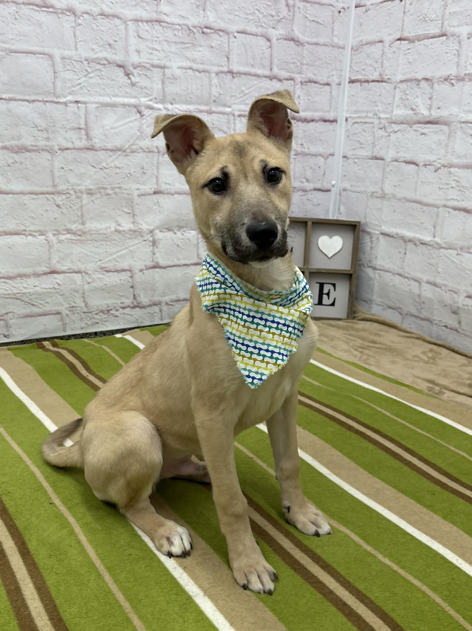 Crouton, adopted, Puppy Male Husky & Mixed Breed.