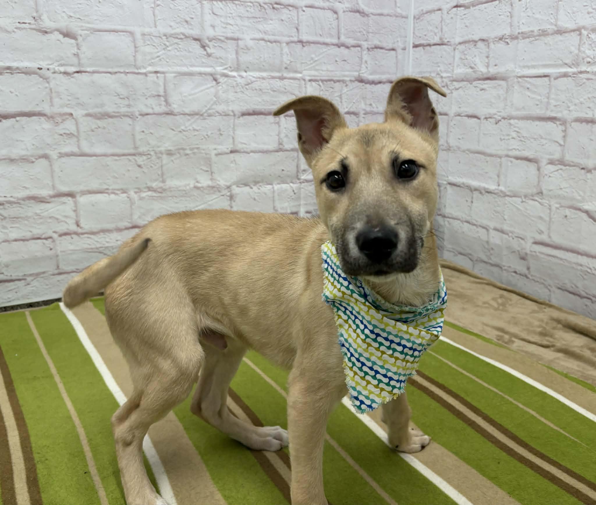 Crouton, an adopted mixed breed in Oxford, MI image 4/6