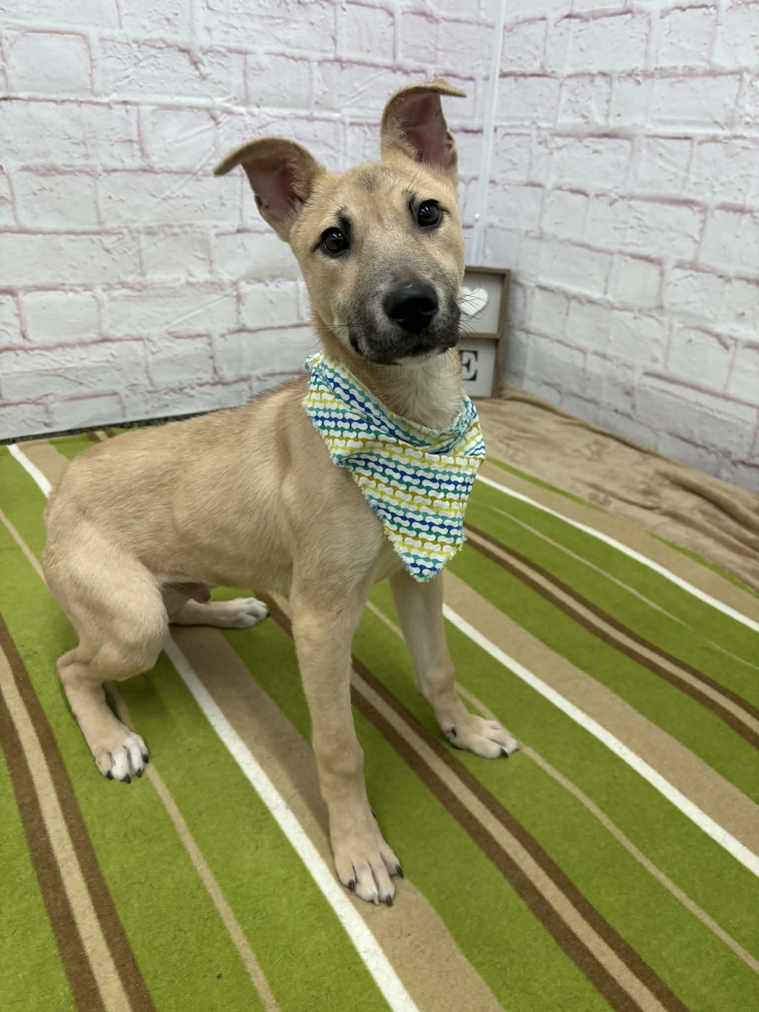 Crouton, an adopted mixed breed in Oxford, MI image 3/6