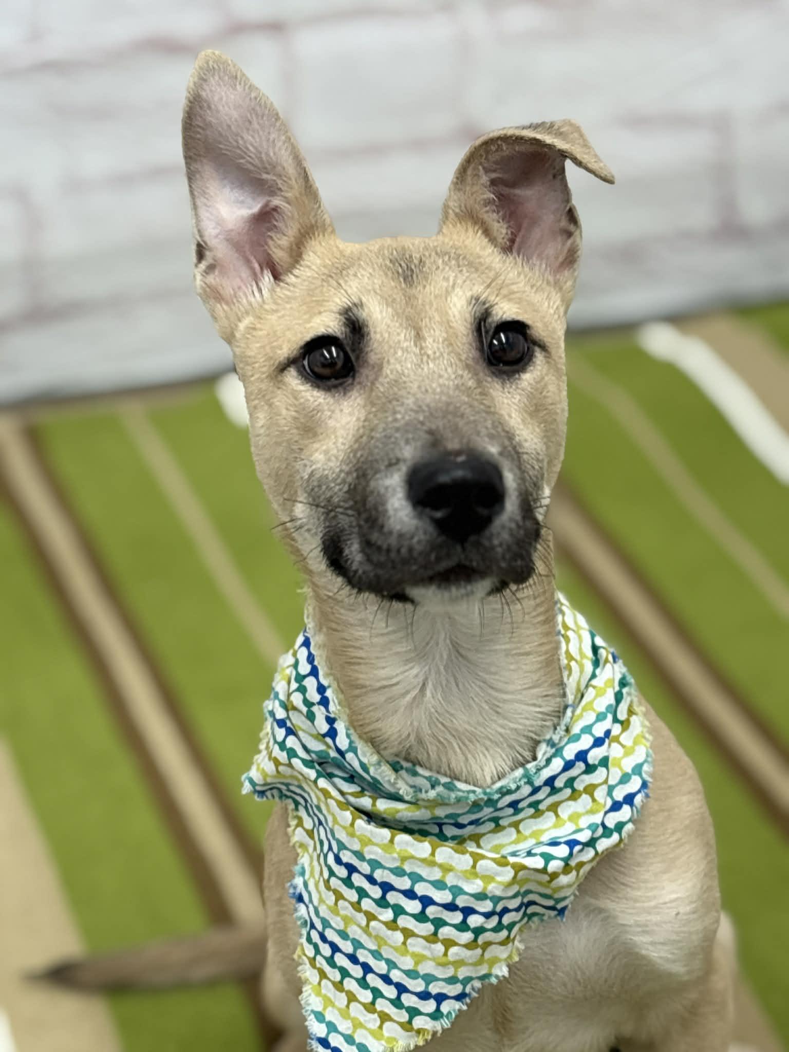 Crouton, an adopted mixed breed in Oxford, MI image 2/6