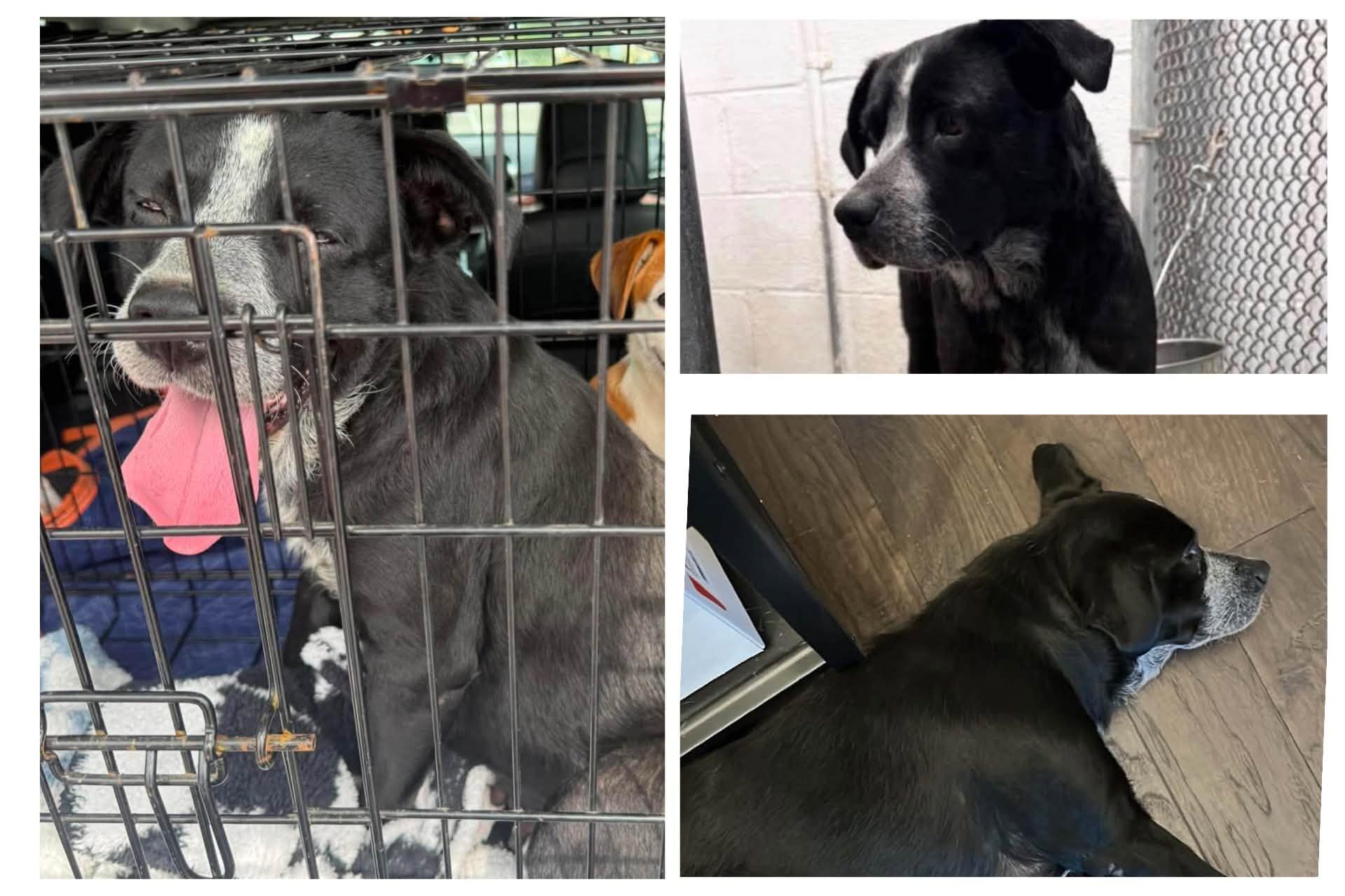 Enlarge Joci, a ADOPTABLE mixed breed in Gladstone, MO image 1/1