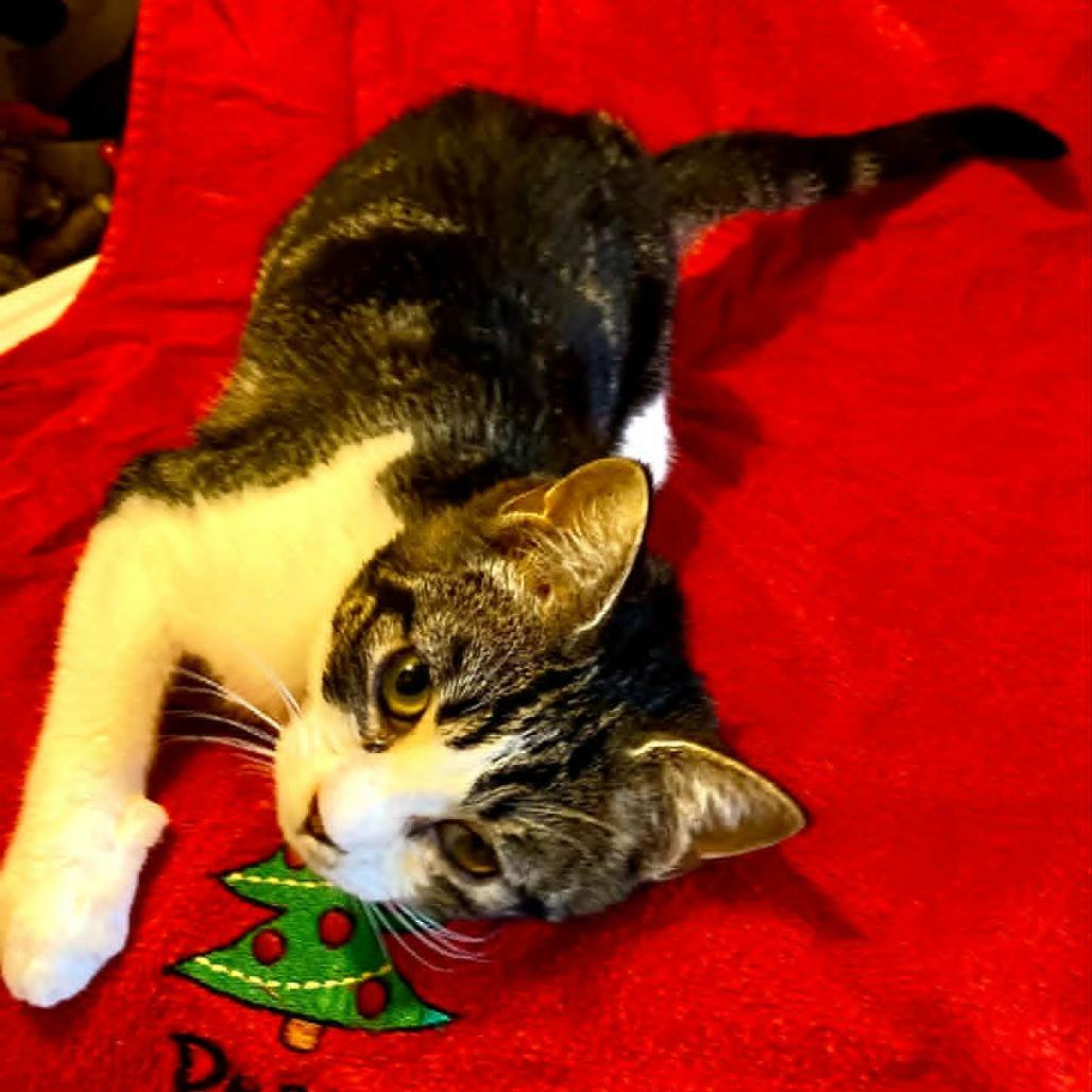 Enlarge Chansee, a Adoptable Domestic Short Hair in Charlottesville, VA image 3/4