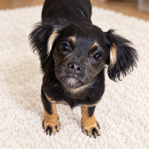 Bosco, Adoptable, Puppy Male Pug & Mixed Breed.