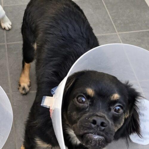 Enlarge Bosco, a Adoptable mixed breed in Seattle, WA image 2/4