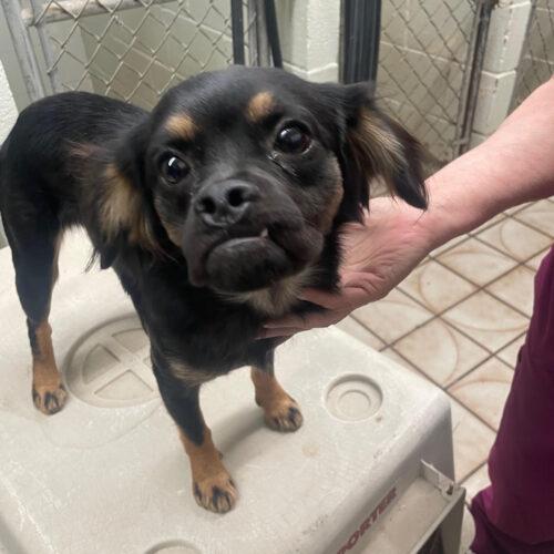 Enlarge Bosco, a Adoptable mixed breed in Seattle, WA image 3/4