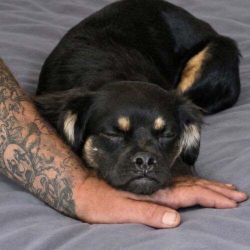 Enlarge Bosco, a Adoptable mixed breed in Seattle, WA image 4/4