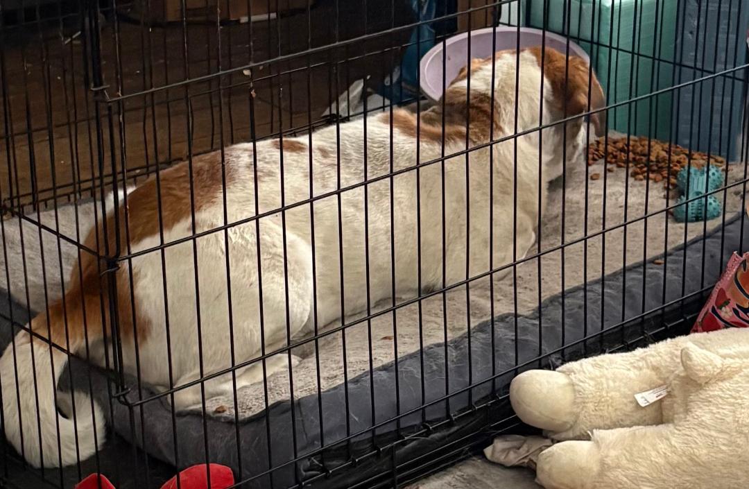 Enlarge Sully, a ADOPTABLE Mixed Breed in Point Pleasant, WV image 3/3