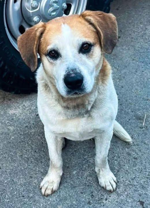 Enlarge Sully, a ADOPTABLE Mixed Breed in Point Pleasant, WV image 1/3
