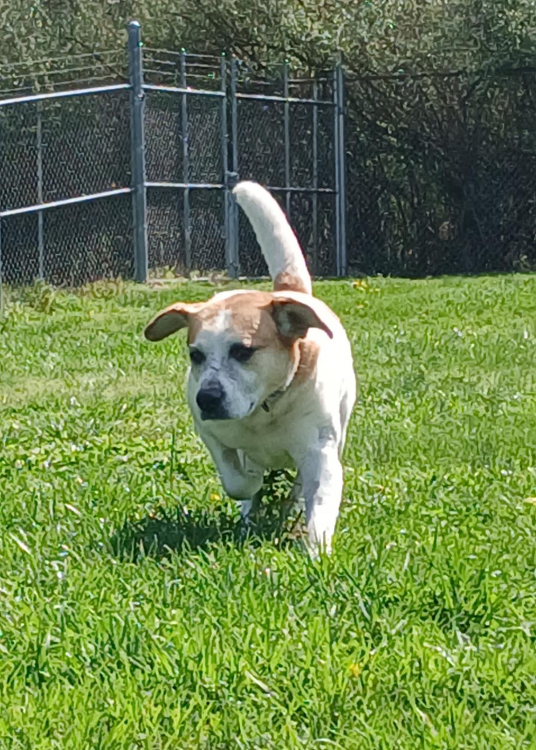 Enlarge Sully, a ADOPTABLE Mixed Breed in Point Pleasant, WV image 2/3