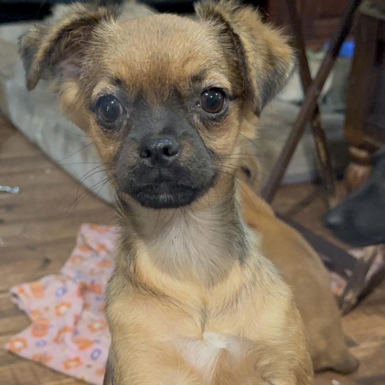 Pebbles, an adopted mixed breed in Pelham, NH image 6/6