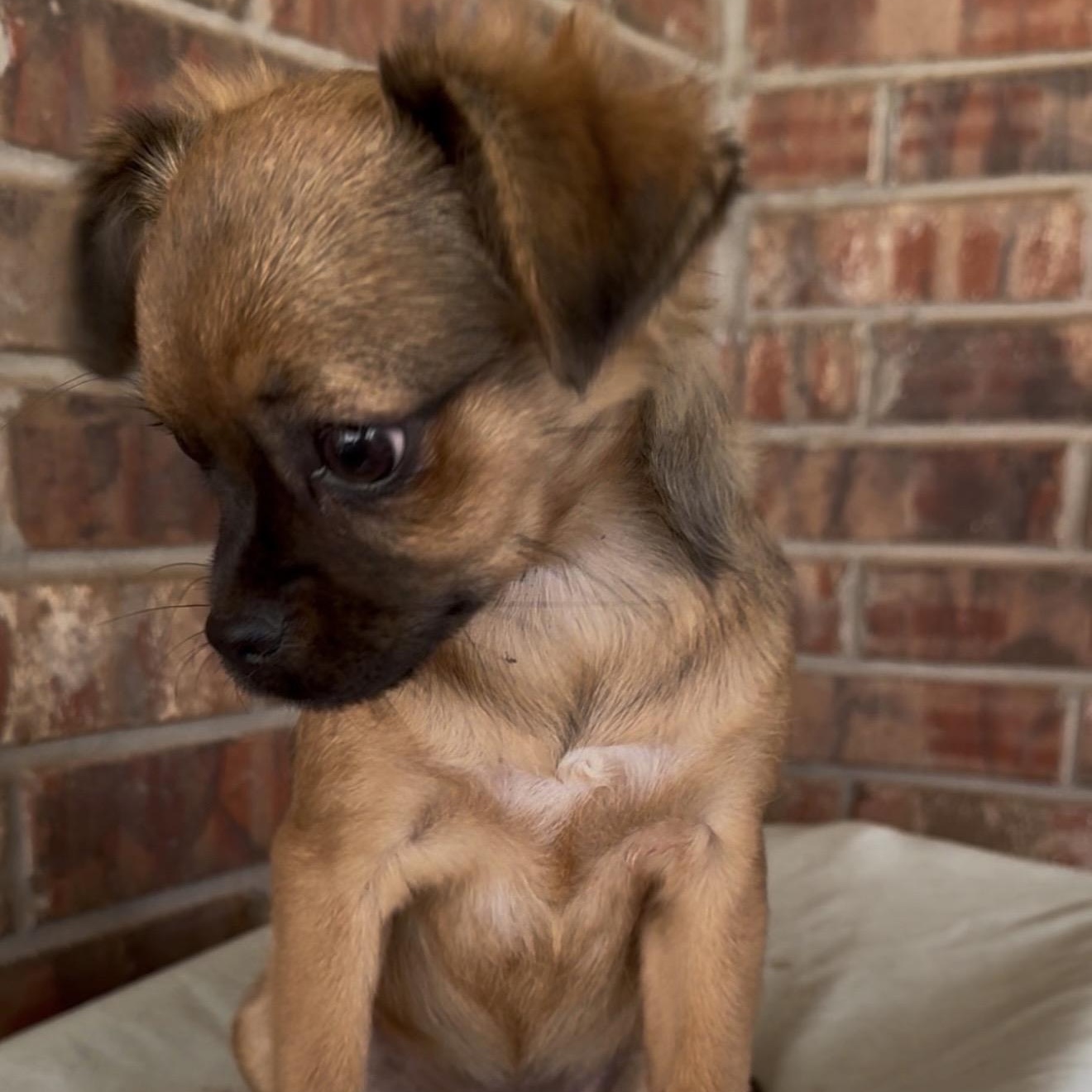 Pebbles, an adopted mixed breed in Pelham, NH image 2/6