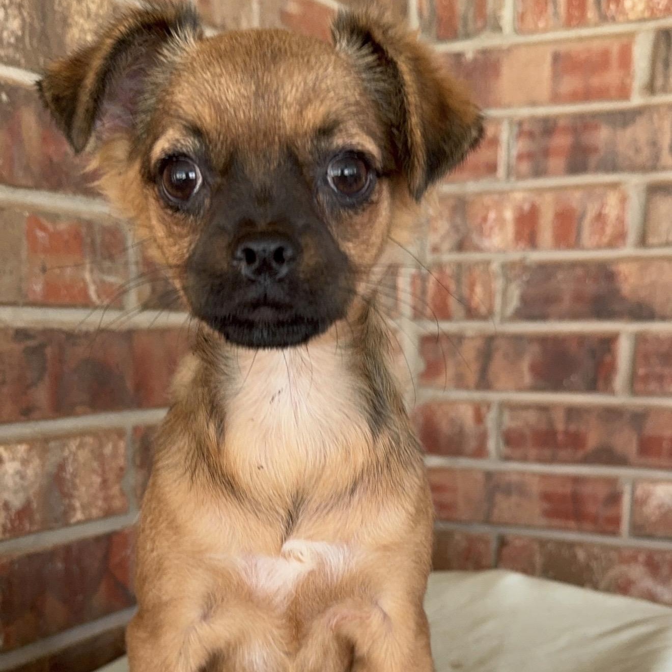 Pebbles, an adopted mixed breed in Pelham, NH image 4/6