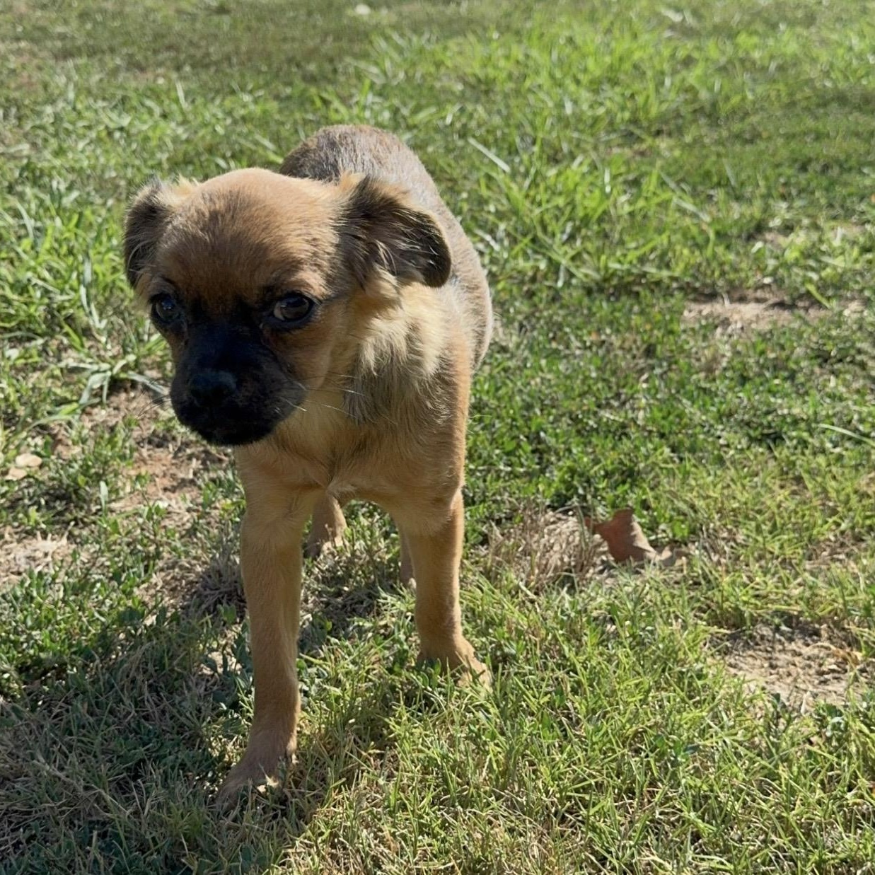 Pebbles, an adopted mixed breed in Pelham, NH image 5/6