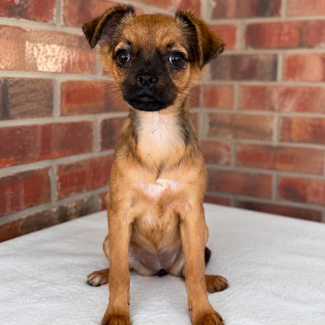 Pebbles, adopted, Puppy Female Pug & Chihuahua.