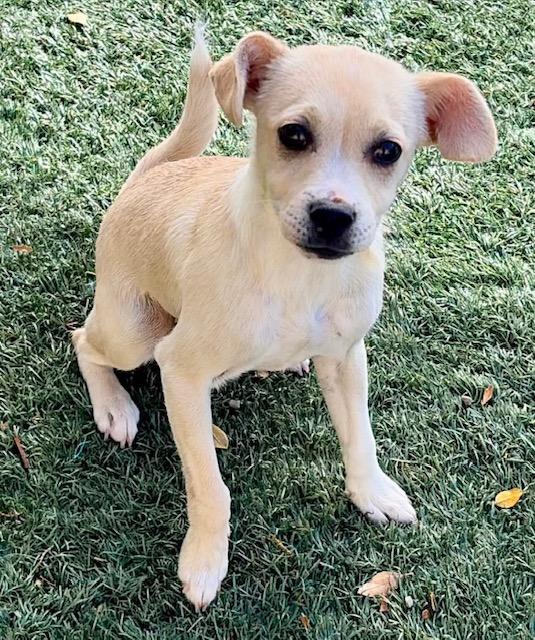 Enlarge CHARLIE, a Adoptable Chihuahua in Salinas, CA image 1/1
