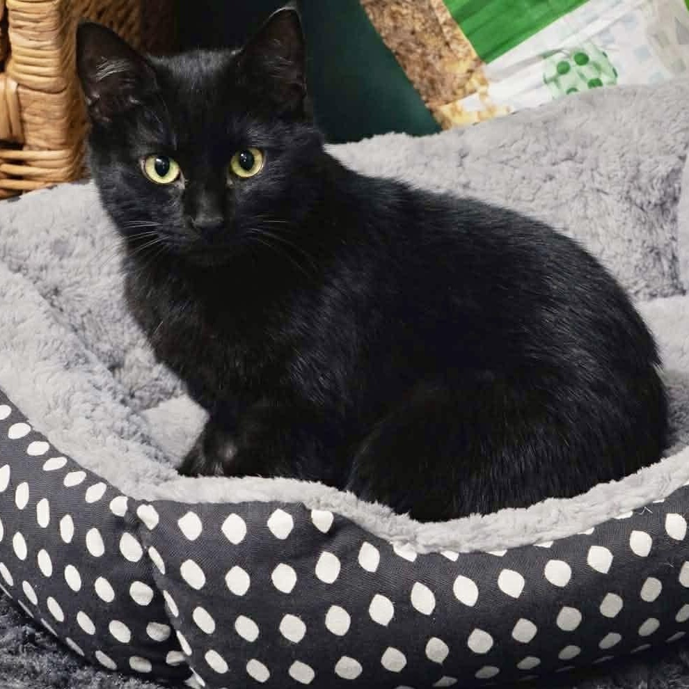 Hudson, ADOPTABLE, Kitten Male Domestic Medium Hair.