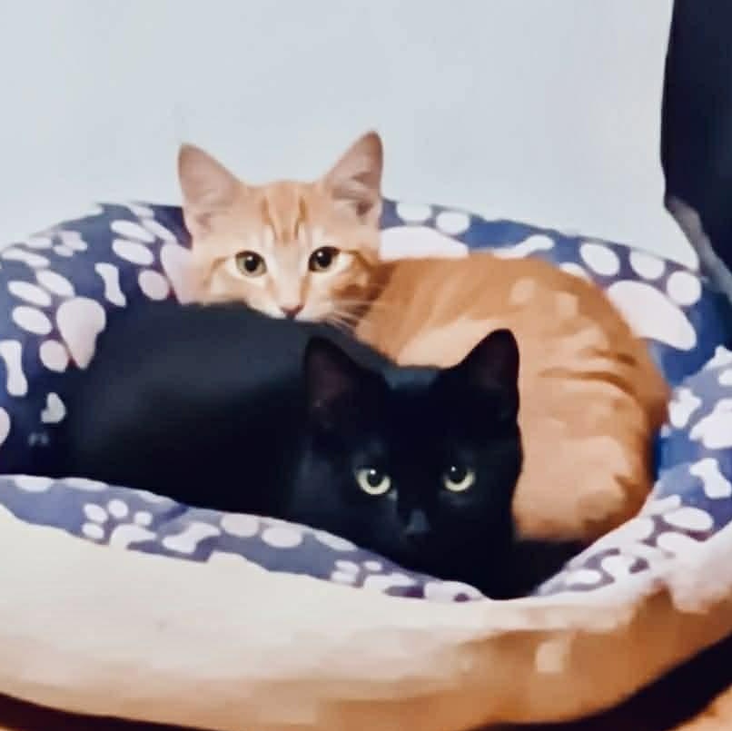 Enlarge Hudson, a ADOPTABLE Domestic Medium Hair in Kentwood, MI image 2/2