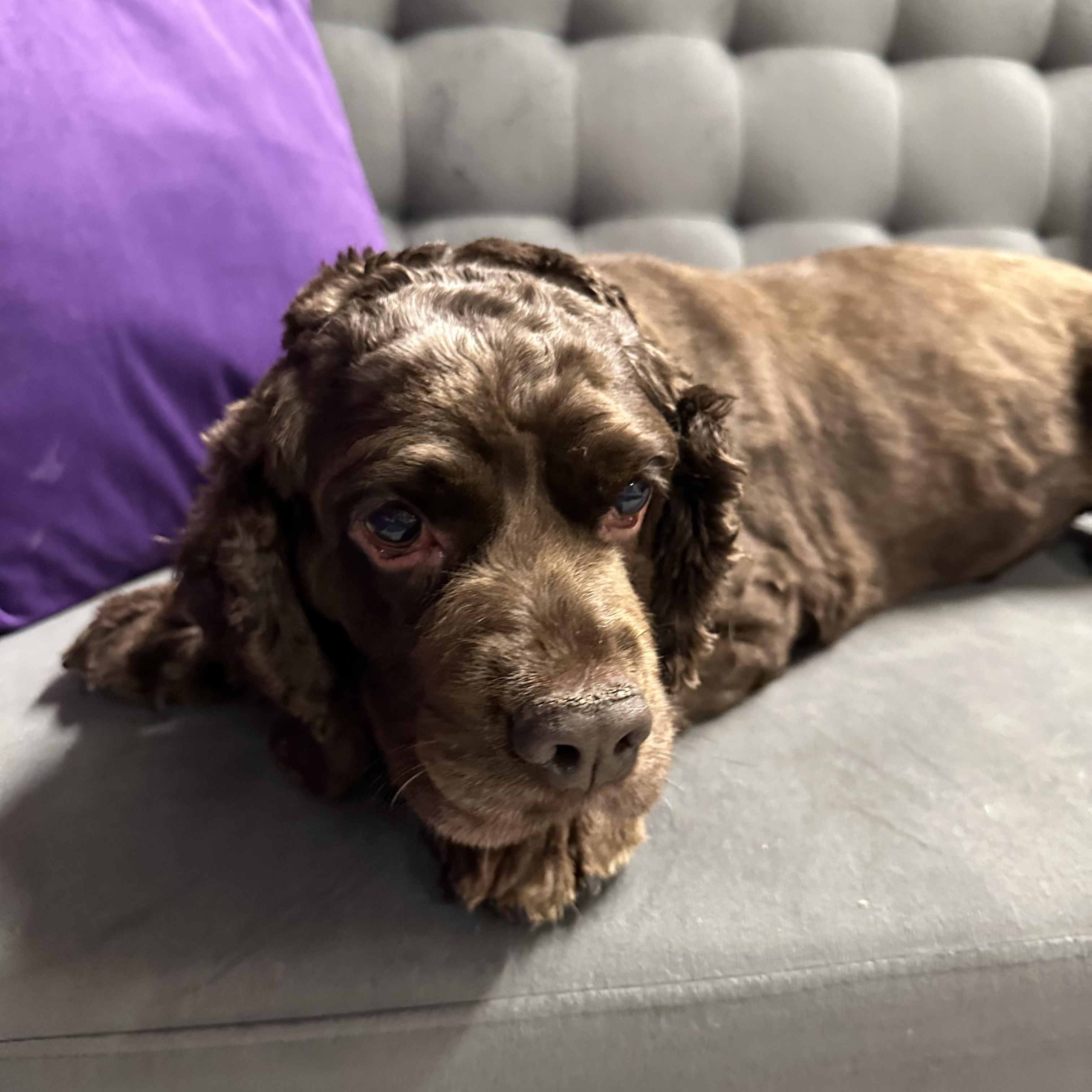 Rosa - Foster Home Needed