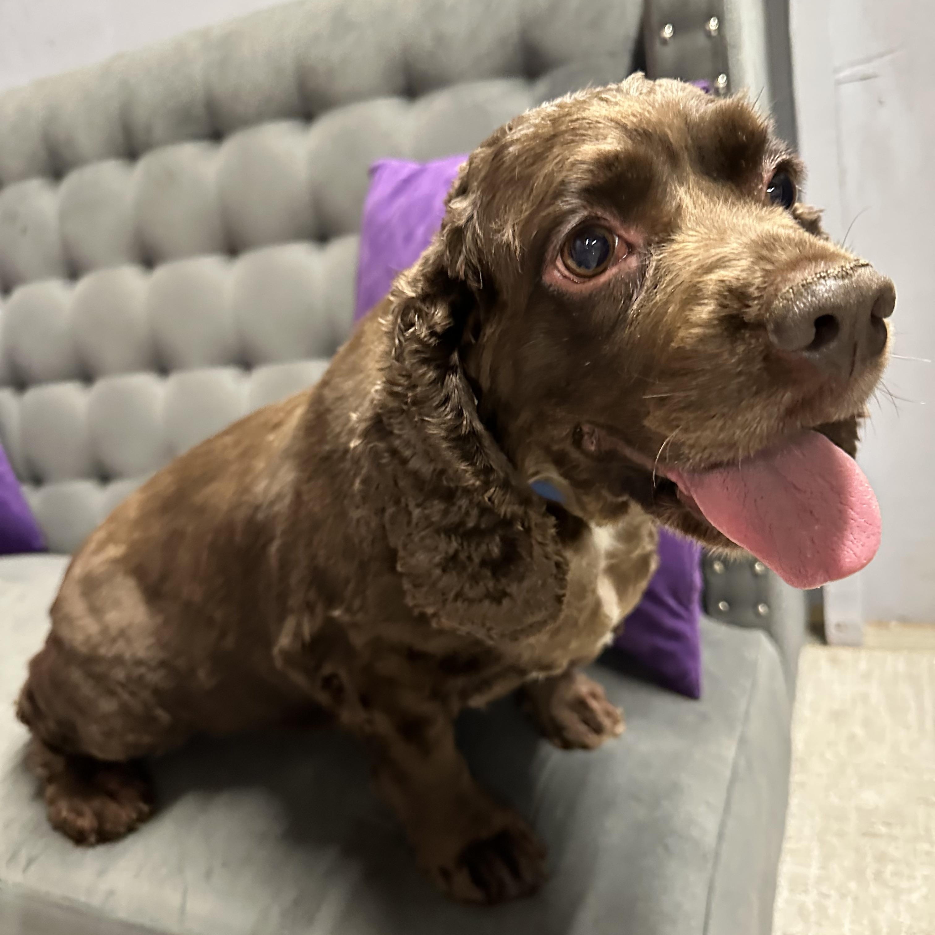 Rosa - Foster Home Needed
