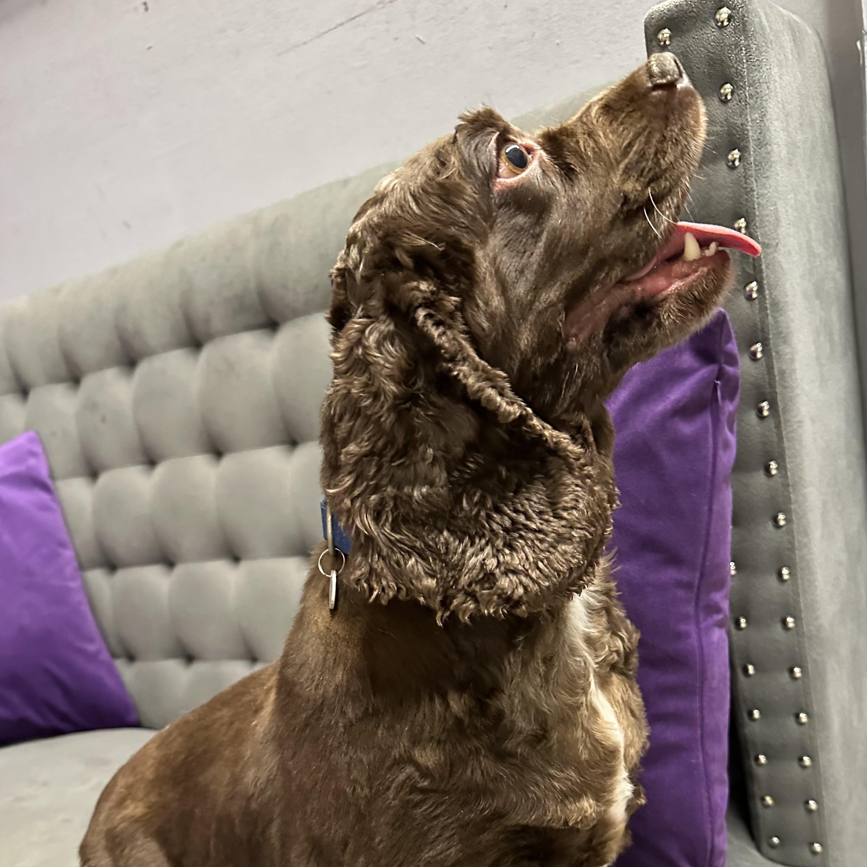 Rosa - Foster Home Needed