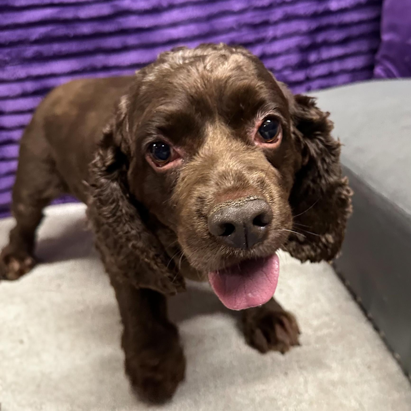 Rosa - Foster Home Needed