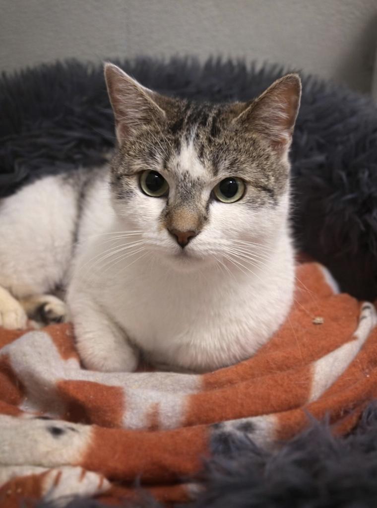 Enlarge Peko, a Adopted Domestic Short Hair in Rio Linda, CA image 2/2