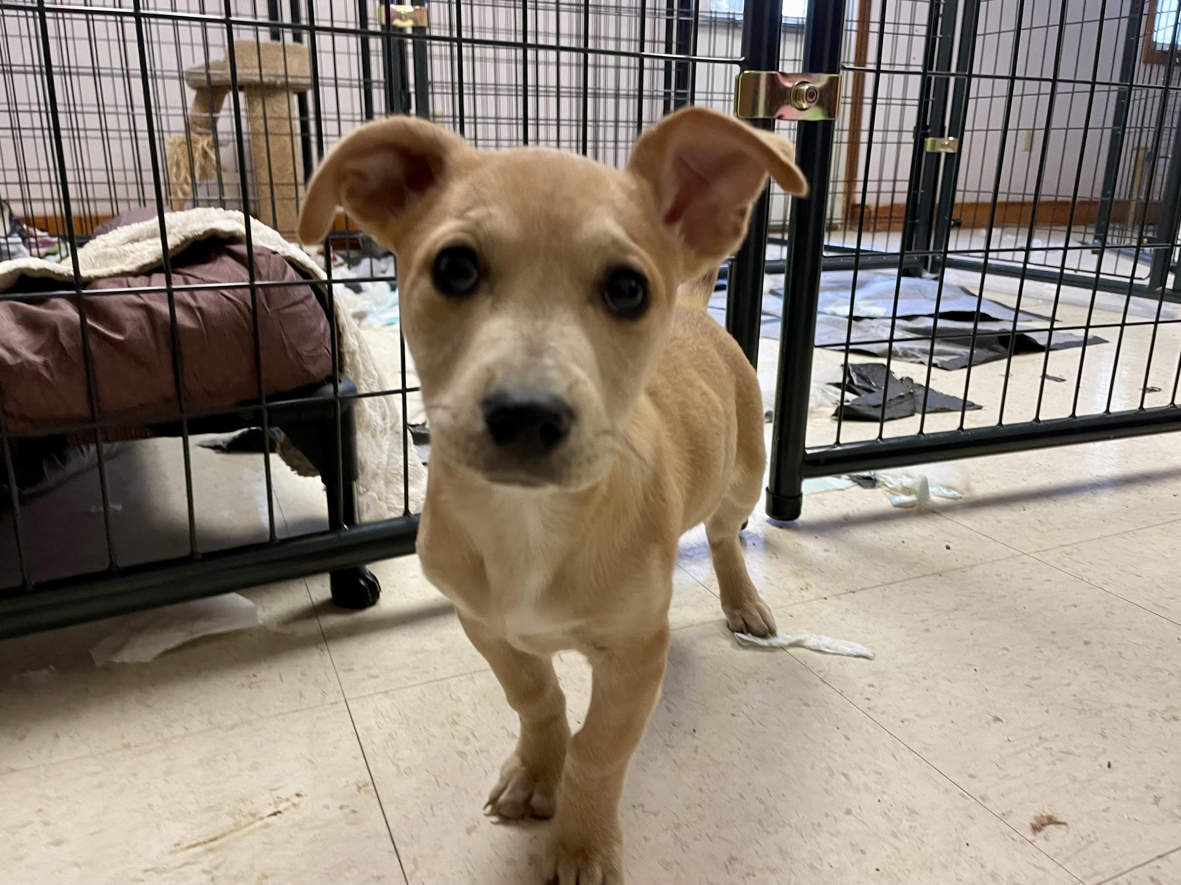 Enlarge Spark Plug, an adopted mixed breed in Monson, MA image 2/4