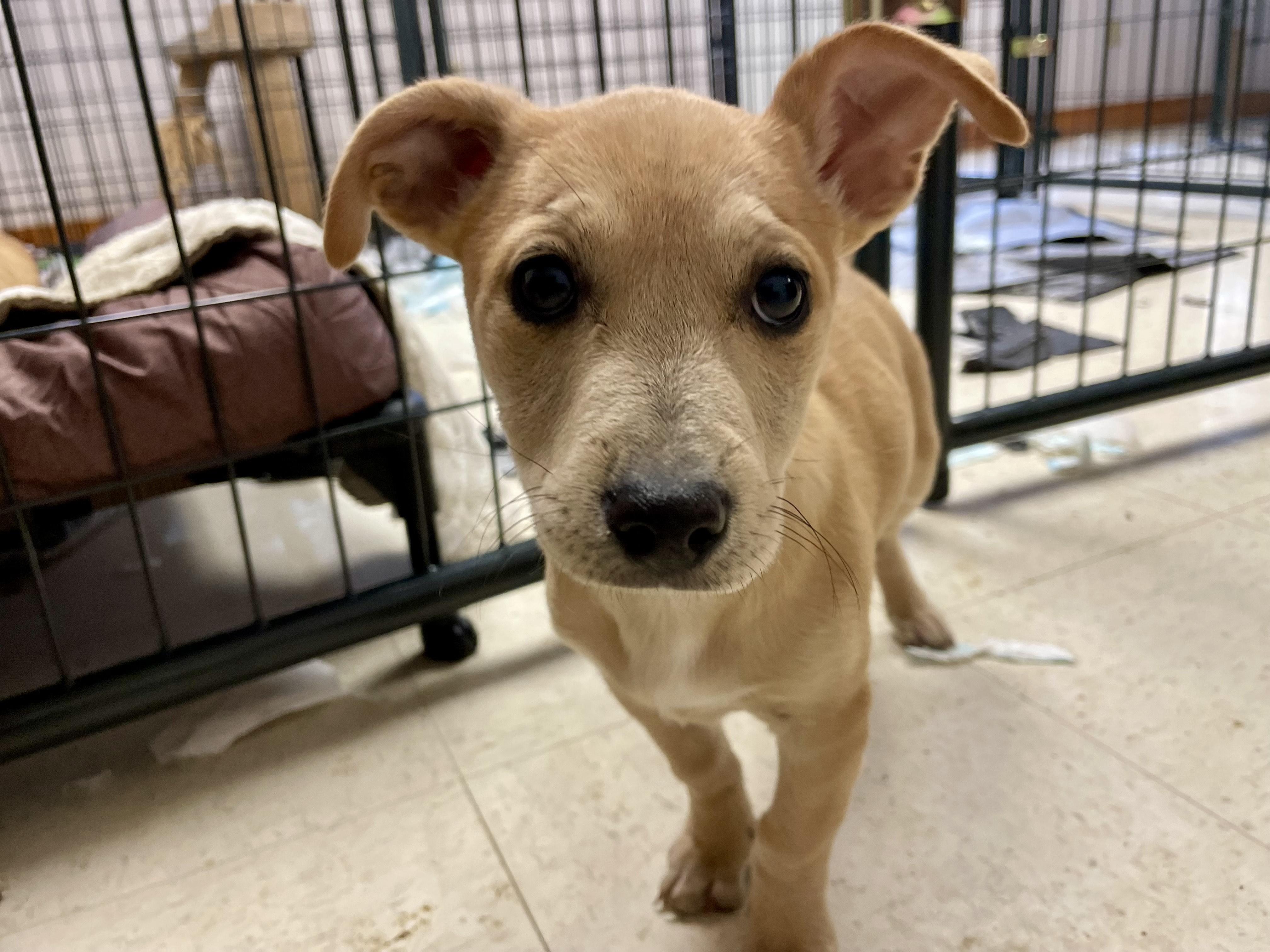 Enlarge Spark Plug, an adopted mixed breed in Monson, MA image 4/4